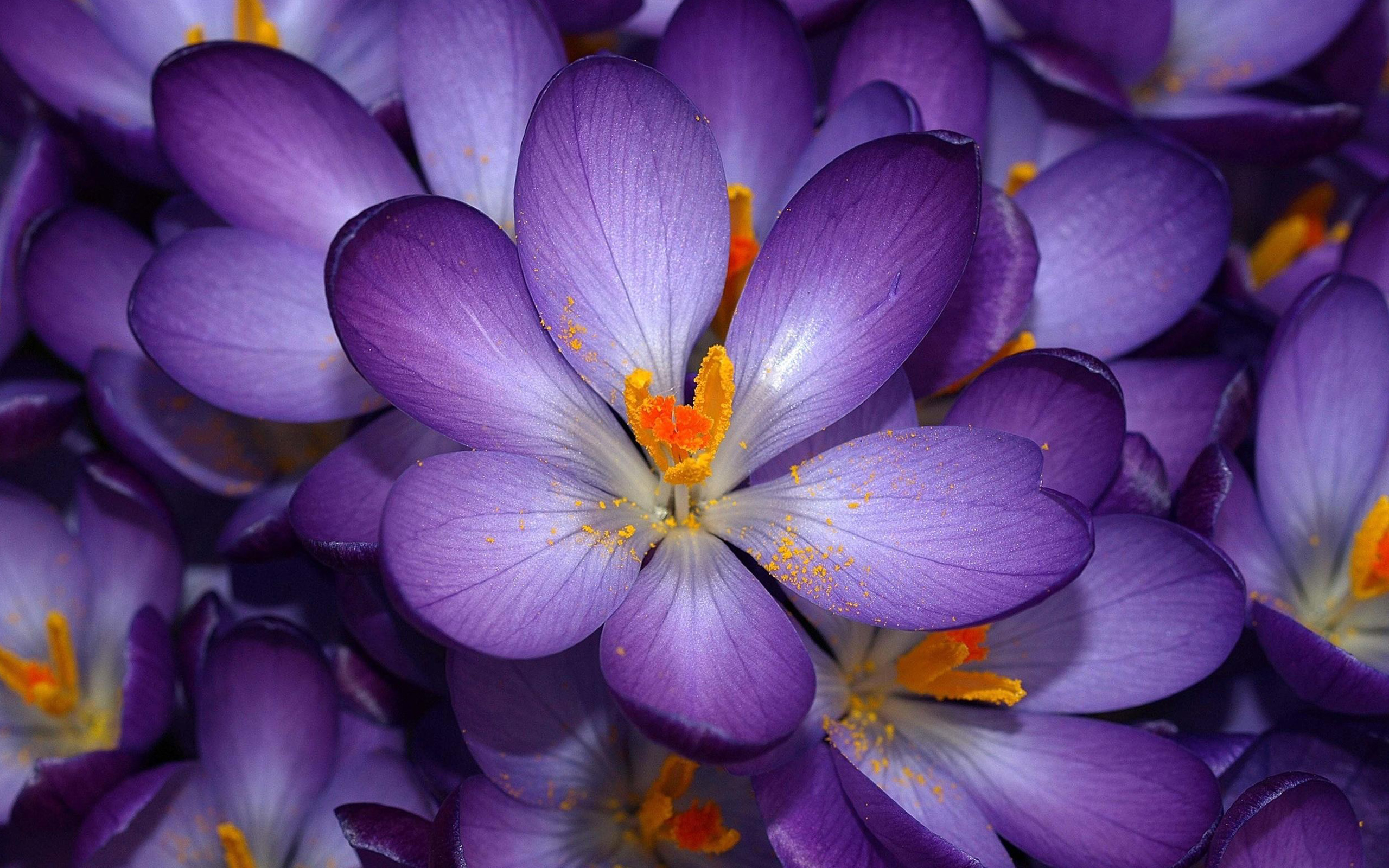 Autumn Purple Crocus721555564